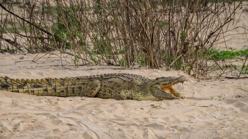 Crocodile Attack Kills Businessman, Exposing Mpumalanga Tourism Risks — Politics World