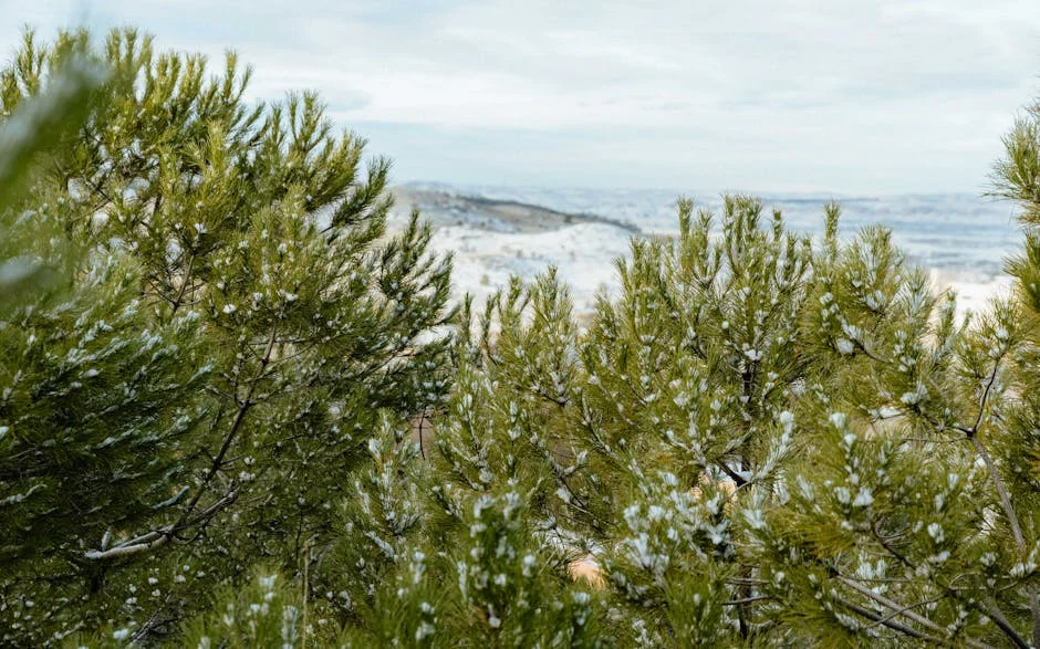 Haitian Skier Shakes Up Winter Markets After Paralympic Triumph — Politics World