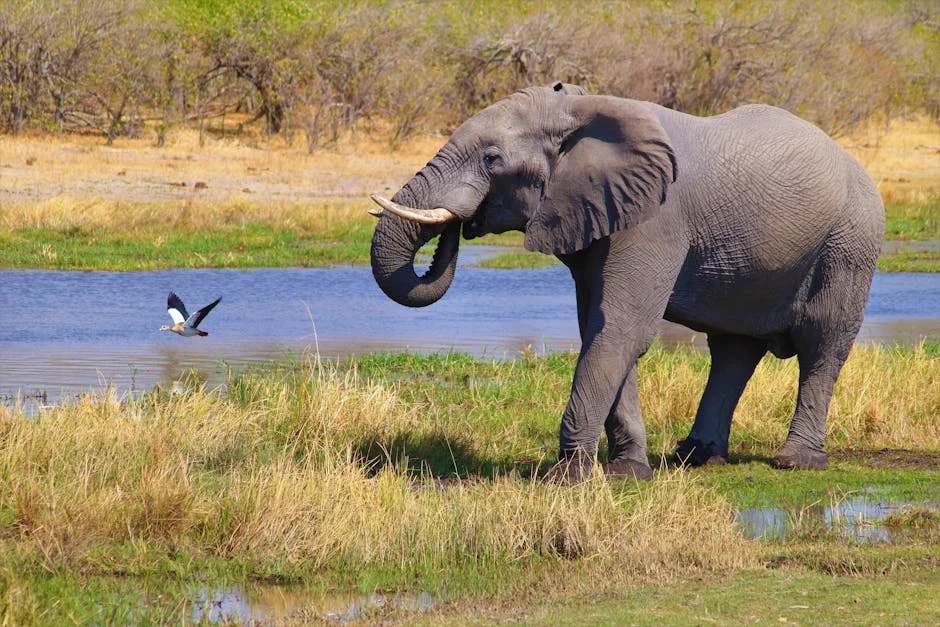 South Africa and Botswana Launch $1 Million Tech Partnership to Boost Economies — Startups